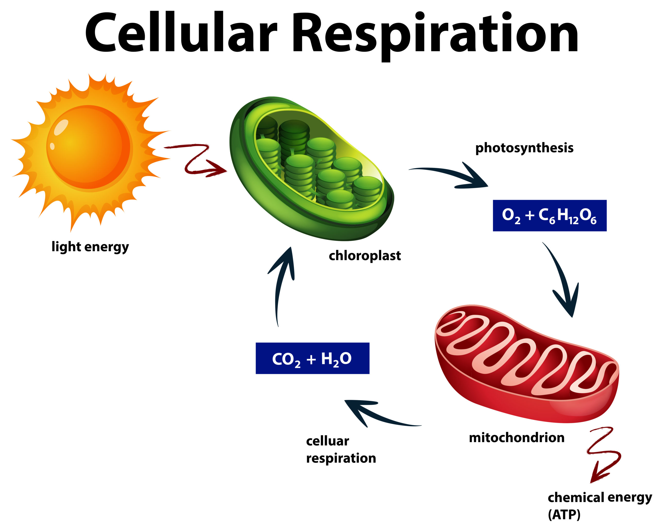 Diagram showing cellular respiration